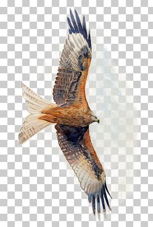 Deer Hawk Watercolor Painting PNG