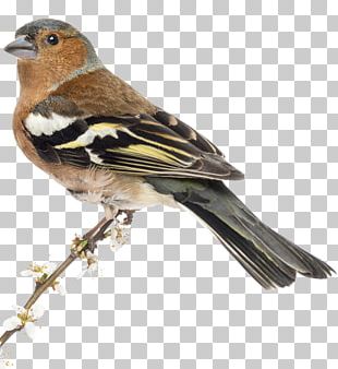 Common Chaffinch Bird House Sparrow Stock Photography PNG