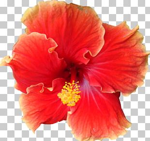 Flower Shoeblackplant PNG