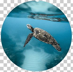 Green Sea Turtle Towel Color PNG, Clipart, Animals, Bathroom, Carpet ...