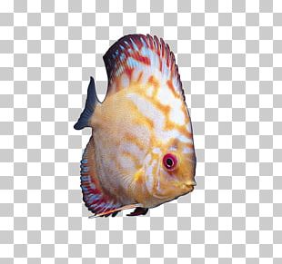 Ornamental Fish Angelfish Tropical Fish PNG