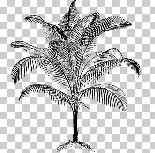 Arecaceae Drawing Coconut PNG