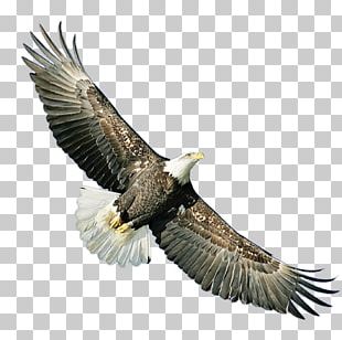 Eagle Icon PNG, Clipart, Animals, Badge, Cppcc, Cppcc Logo, Download ...
