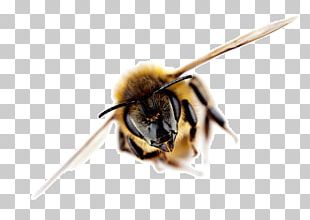 Western Honey Bee Africanized Bee Science Beehive PNG