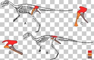 Eoraptor Lunensis Lesothosaurus Deinocheirus Triceratops Ornithischia PNG