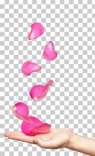 pink rose petals png images pink rose petals clipart free download pink rose petals png images pink rose