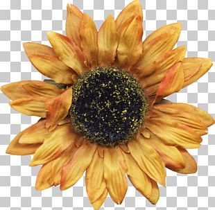 Sunflower Vines PNG, Clipart, Sunflower, Sunflower Clipart, Sunflower ...