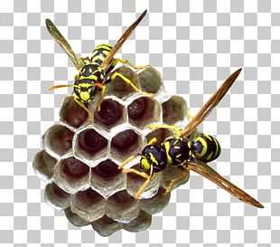 Beehive Honeycomb Bee Pollen PNG