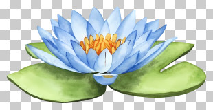 Cartoon - Elegant Blue Water Lily With Detailed Petals PNG