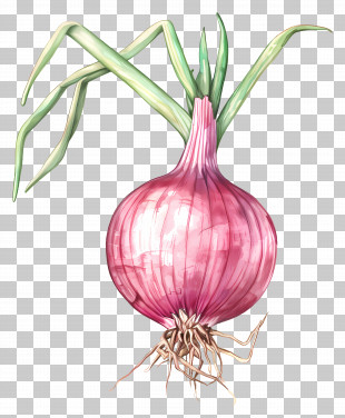 Onion - Detailed Illustration Of A Red Onion With Roots PNG