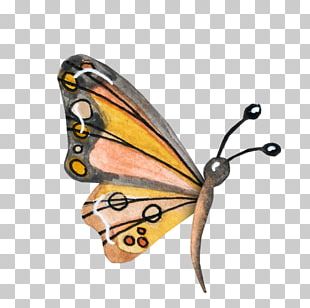 Monarch Butterfly Moth Nymphalidae Danaus PNG