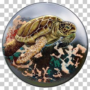 Box Turtles PNG, Clipart, Animals, Box Turtle, Box Turtles, Desktop ...