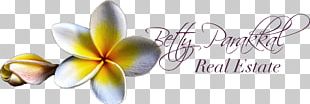 Cut Flowers Red Frangipani PNG