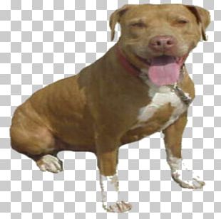 Dog Breed American Pit Bull Terrier Bulldog Staffordshire Bull Terrier PNG