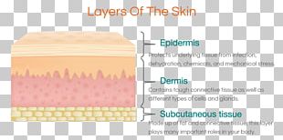 Skin Epidermis Tissue Human Body PNG, Clipart, Anatomy, Biology, Blood ...