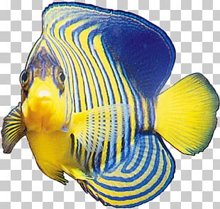 Guppy Fish PNG, Clipart, Animals, Aquarium, Aquariumvis, Bony Fish ...