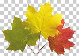 Autumn Gold Maple Trees PNG, Clipart, Autumn Clipart, Autumn Clipart ...