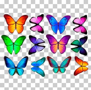 Butterfly A Cor Da Borboleta PNG, Clipart, Brush Footed Butterfly ...