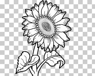 Common Sunflower Drawing Painting PNG, Clipart, Black, Black And White ...