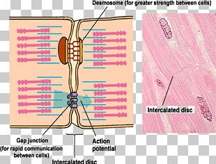 Desmosomes In Cardiac Muscle