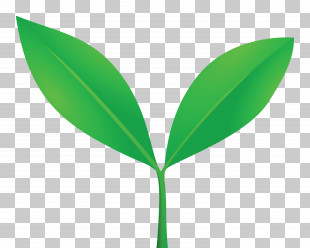 Sprout Bud Seed PNG