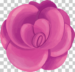 Garden Roses PNG
