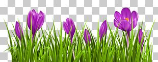 Crocus Vernus PNG, Clipart, Bom, Clipping Path, Crocus, Crocus Vernus ...