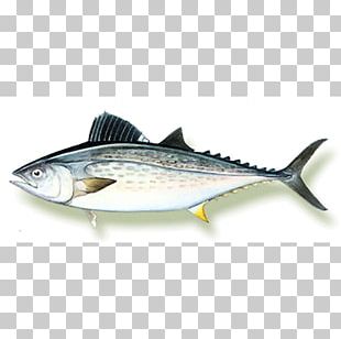 Sardine Mackerel Fish Illustration Png, Clipart, Artwork, Bonito, Bony 