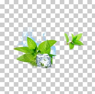 Mint Leaf White Transparent, Mint Leaf Mint Leaf Ice Irregular Shape, Ice  Cube, Geometric Ice Crystal, Blue Ice Cube PNG Image For Free Download