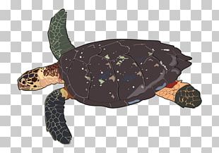 Green Sea Turtle Leatherback Sea Turtle PNG, Clipart, Animal, Computer ...