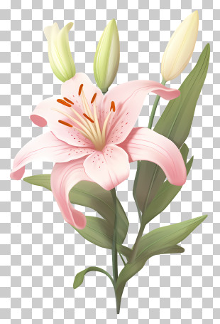 Pink Lily Flower - Beautiful Pink Lily Flower Illustration PNG