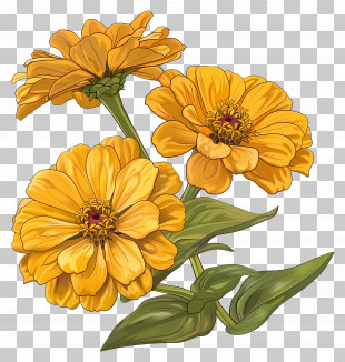Yellow Zinnias - Illustration Of Blooming Yellow Flowers PNG