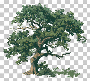 Oak Tree - Illustration Of A Majestic Oak Tree PNG