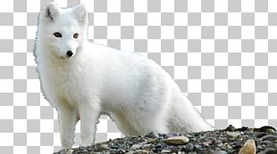 Arctic Fox Arctic Wolf Alaskan Tundra Wolf Dog PNG, Clipart, Animals ...