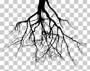 Root Tree Drawing PNG