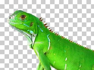 Chameleons Lizard Common Iguanas PNG, Clipart, African Chameleon ...