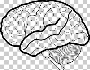 Human Brain White Matter Working Memory PNG