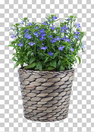 Lobelia Erinus Stock Photography Flowerpot Blue PNG
