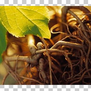 Siberian Ginseng Adaptogen Asian Ginseng Extract Health PNG
