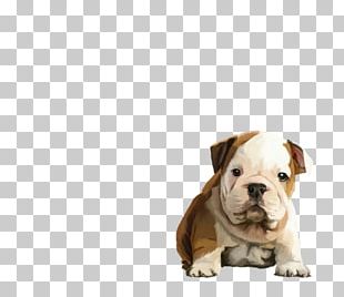 Valley Bulldog Old English Bulldog Toy Bulldog Olde English Bulldogge Puppy PNG