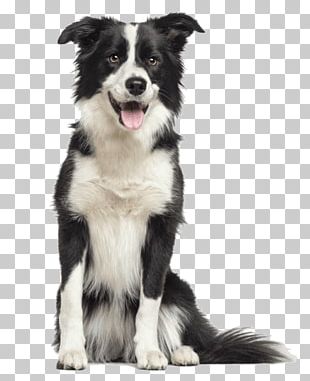 free clipart border collie