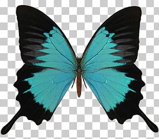 Butterfly PNG Images, Butterfly Clipart Free Download