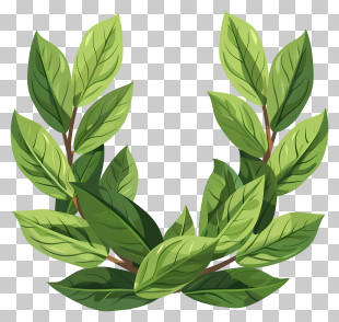 Bay Leaf Wreath - Green Laurel Wreath Illustration PNG