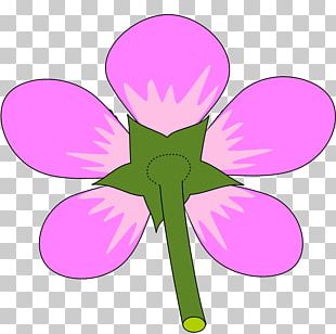 Petal AuglenÄ«ca Flower Stamen Plant Stem PNG