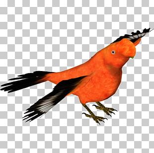 Bird Andean Cock-of-the-rock Longisquama Vertebrate Animal PNG