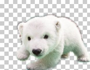 Baby Polar Bears Teddy Bear Balloon PNG, Clipart, Animals, Baby Polar ...