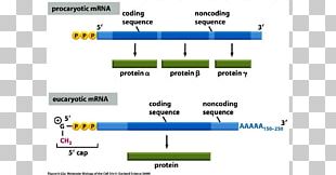 Monocistronische MRNA Messenger RNA RNA Polymerase Screenshot PNG
