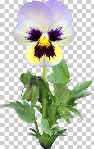 Pansy Flower Annual Plant PNG