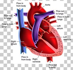 Human Body Organ Diagram Anatomy PNG, Clipart, Anatomy, Chart, Diagram ...