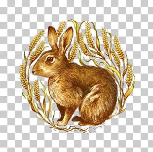 Domestic Rabbit Hare Illustrator PNG
